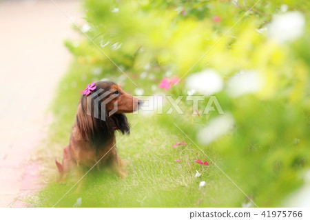 狗與自然 41975766