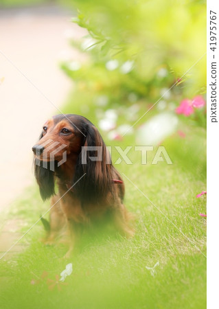 狗與自然 41975767