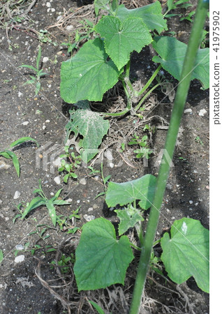 cucumber cucumber 41975902