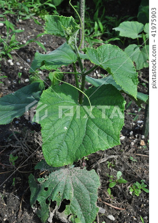 cucumber cucumber 41975903