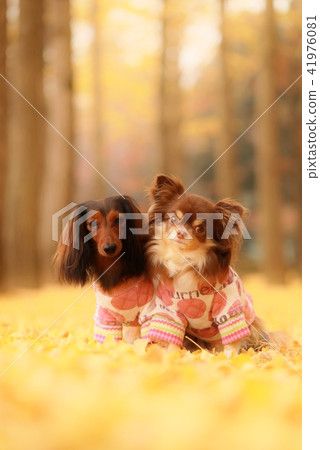 狗和銀杏 41976081