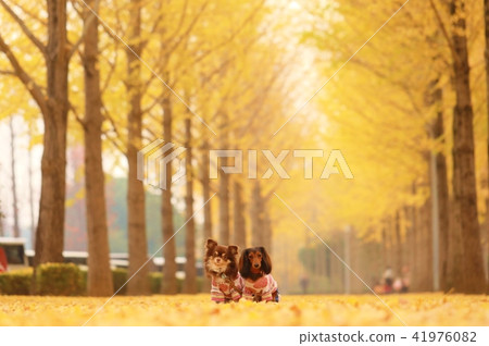 狗和銀杏 41976082