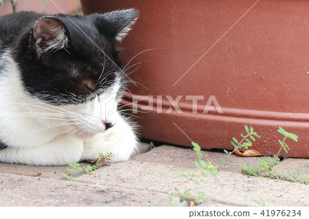 Sleeping cat Sleeping cat 41976234
