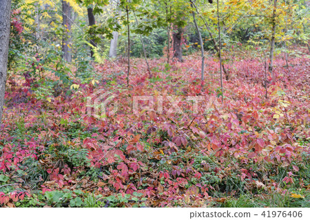 Colorful Boston Ivy in the Forest. 41976406