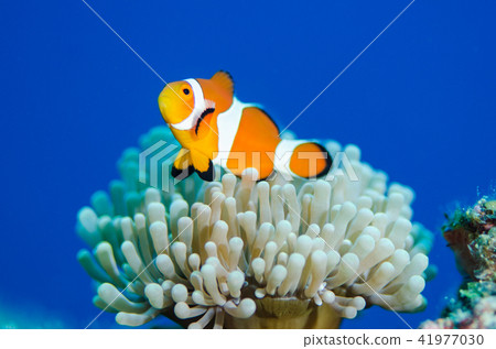 Clown anemonefish and sea anemone ② 41977030