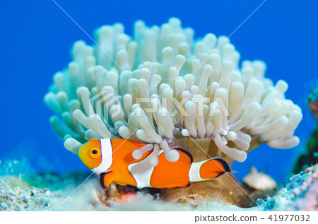 Clown anemonefish and sea anemone ④ 41977032