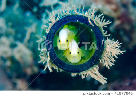 Nakamoto Irowake goby pair ① Nakamoto Irowake goby pair ① 41977046