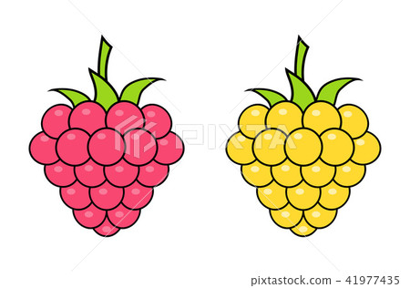 Red and yellow raspberries on white background. Logo design, vector illustration. Red and yellow raspberries on white background. Logo design, vector illustration. 41977435