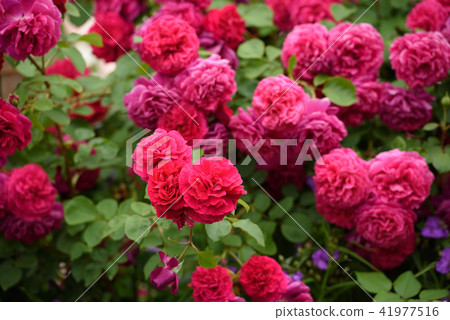 Rose garden rose 41977516