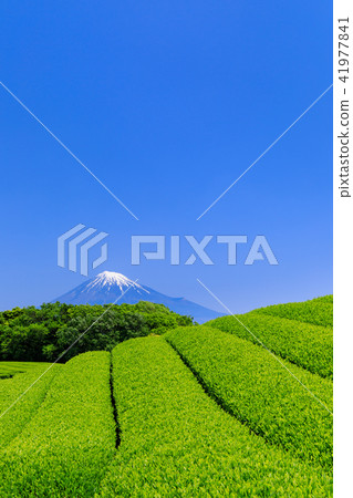 Fuji and a superb view of the tea plantation Fuji and a superb view of the tea plantation 41977841