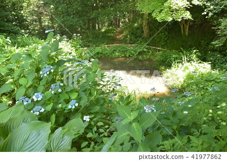Sendai Wildflowers Park Sendai Wildflowers Park 41977862