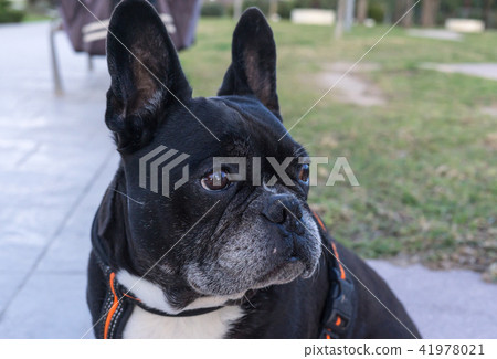 Bulldog with 2024 big ears