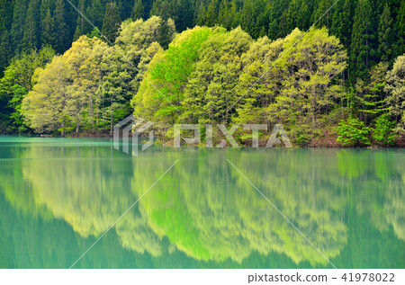 Fresh green autumn fan lake 41978022