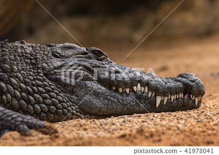 The Nile crocodile Crocodylus niloticus ,Nile crocodile portrait The Nile crocodile Crocodylus niloticus ,Nile crocodile portrait 41978041