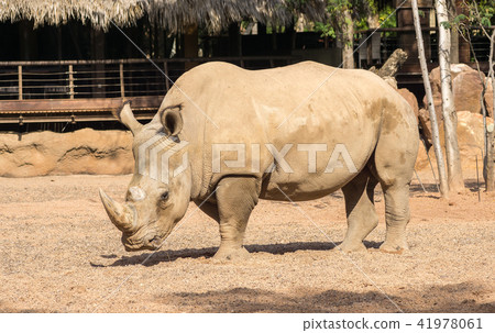 Rhinoceros also known as rhino 41978061