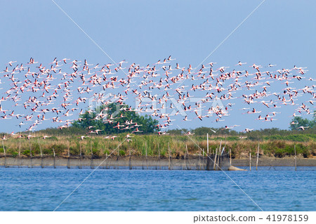 Flock of pink flamingos.Po river lagoon 41978159