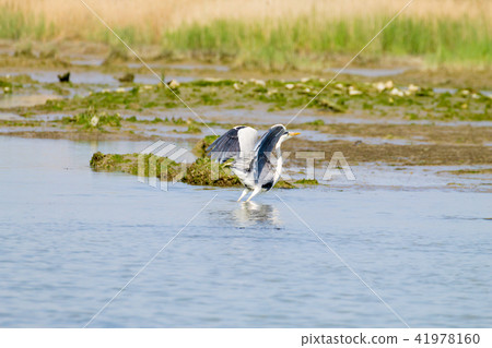 Grey heron close up Grey heron close up 41978160