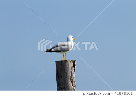 Gull standing on palisade 41978161