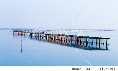 Shellfish farming from Po river lagoon, Italy Shellfish farming from Po river lagoon, Italy 41978163