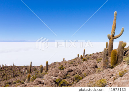 Salar de Uyuni view from Isla Incahuasi Salar de Uyuni view from Isla Incahuasi 41978183