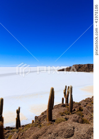 Salar de Uyuni view from Isla Incahuasi Salar de Uyuni view from Isla Incahuasi 41978186