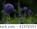花 41978303