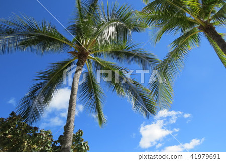 Waikiki Beach Waikiki Beach 41979691