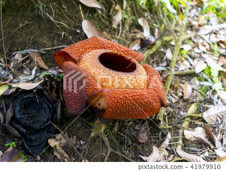 Raflesia 41979910