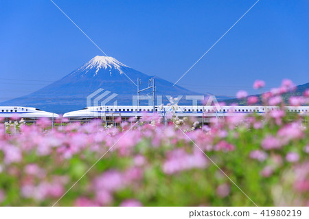 Shizuoka _ Fuji and the bullet train 41980219