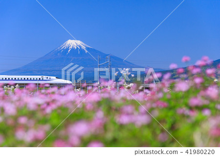 Shizuoka _ Fuji and the bullet train 41980220