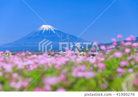 Shizuoka _ Lenge field and Mt. Fuji 41980276