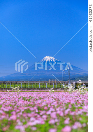 Shizuoka _ Lenge field and Mt. Fuji 41980278