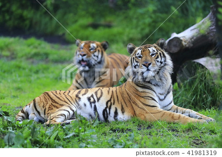 Bengal tiger 41981319
