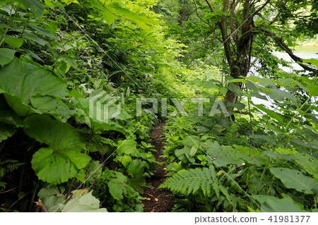 The way to Lake Half Moon Lake The way to Lake Half Moon Lake 41981377