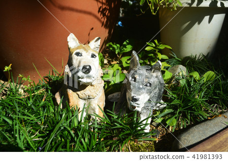 Shiba Inu Pair 41981393