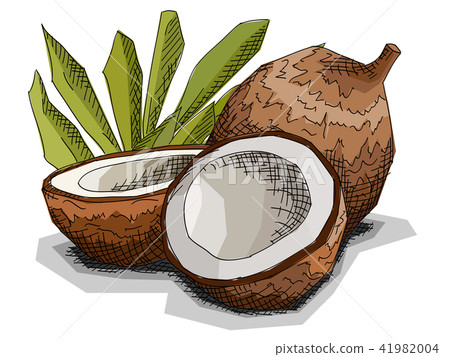 Vector illustration of drawing fruit coconuts. Vector illustration of drawing fruit coconuts. 41982004
