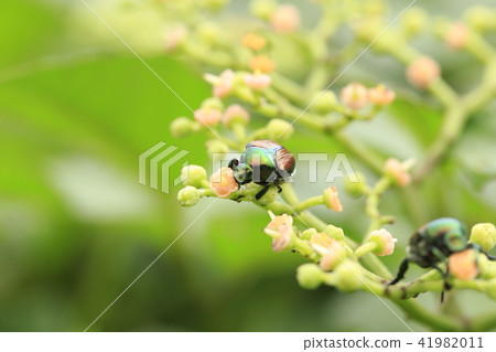 Scarlet beetle sucking flower nectar (Scarabae) 41982011