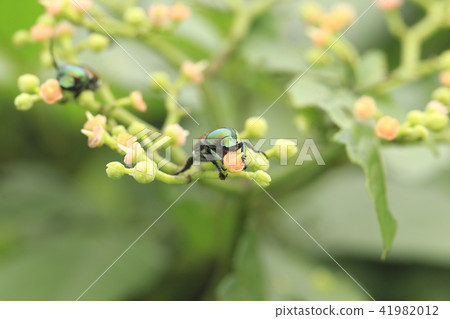 Scarlet beetle sucking flower nectar (Scarabae) Scarlet beetle sucking flower nectar (Scarabae) 41982012