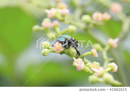 Scarlet beetle sucking flower nectar (Scarabae) Scarlet beetle sucking flower nectar (Scarabae) 41982015