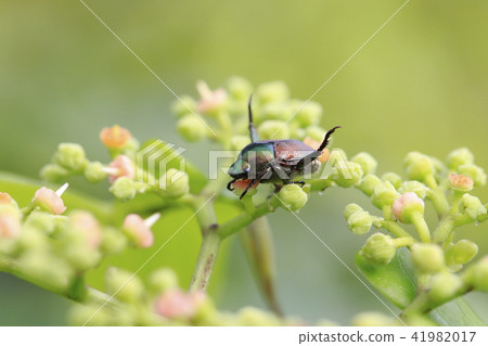 Scarlet beetle sucking flower nectar (Scarabae) 41982017