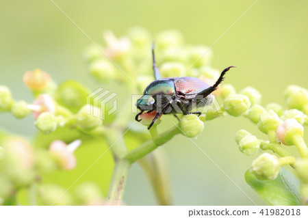 Scarlet beetle sucking flower nectar (Scarabae) 41982018