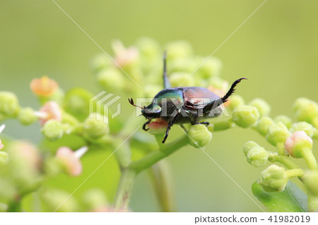 猩紅色甲蟲吸花蜜(Scarabae) 猩紅色甲蟲吸花蜜(Scarabae) 41982019