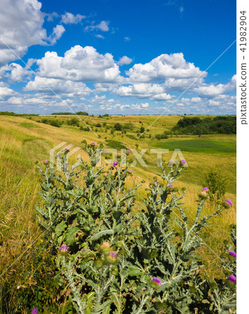 thistle thorns in steppe in Russia 41982904