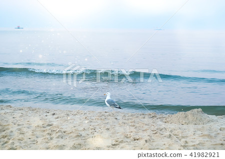 Seagull portrait against sea shore. 41982921