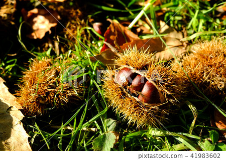 Autumn image Igguri rolling on the ground Autumn image Igguri rolling on the ground 41983602
