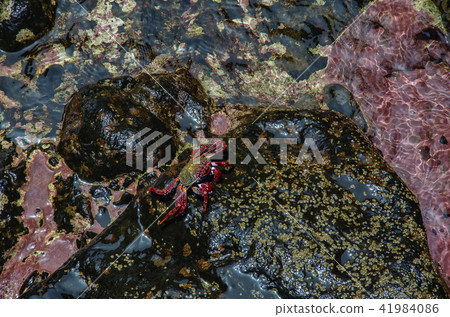 Live lightfoot crab in natural environment Live lightfoot crab in natural environment 41984086