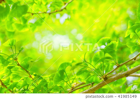 新的綠色圖像_瓦卡和彩虹 41985149