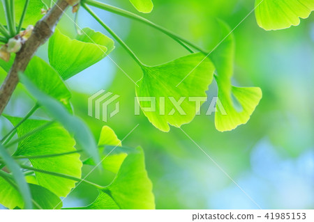 新的綠色圖像_銀杏樹的年輕葉子 新的綠色圖像_銀杏樹的年輕葉子 41985153