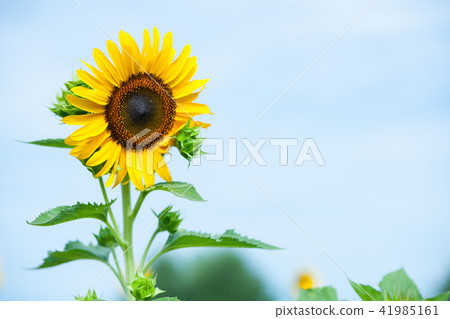 sunflower	 41985161