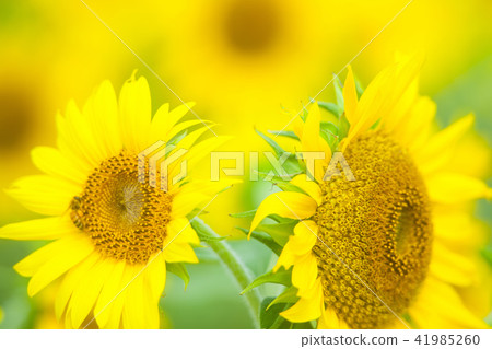 sunflower sunflower 41985260